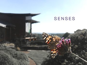 Senses