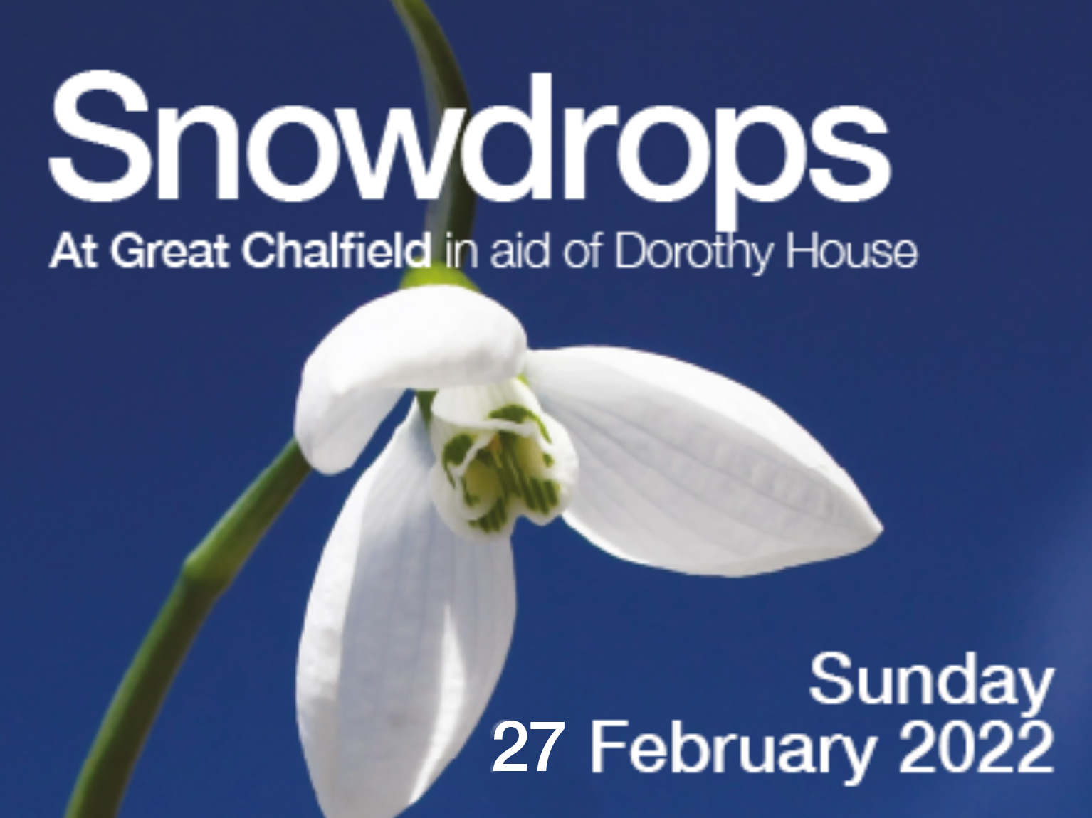 Snowdrops Dorothy House
