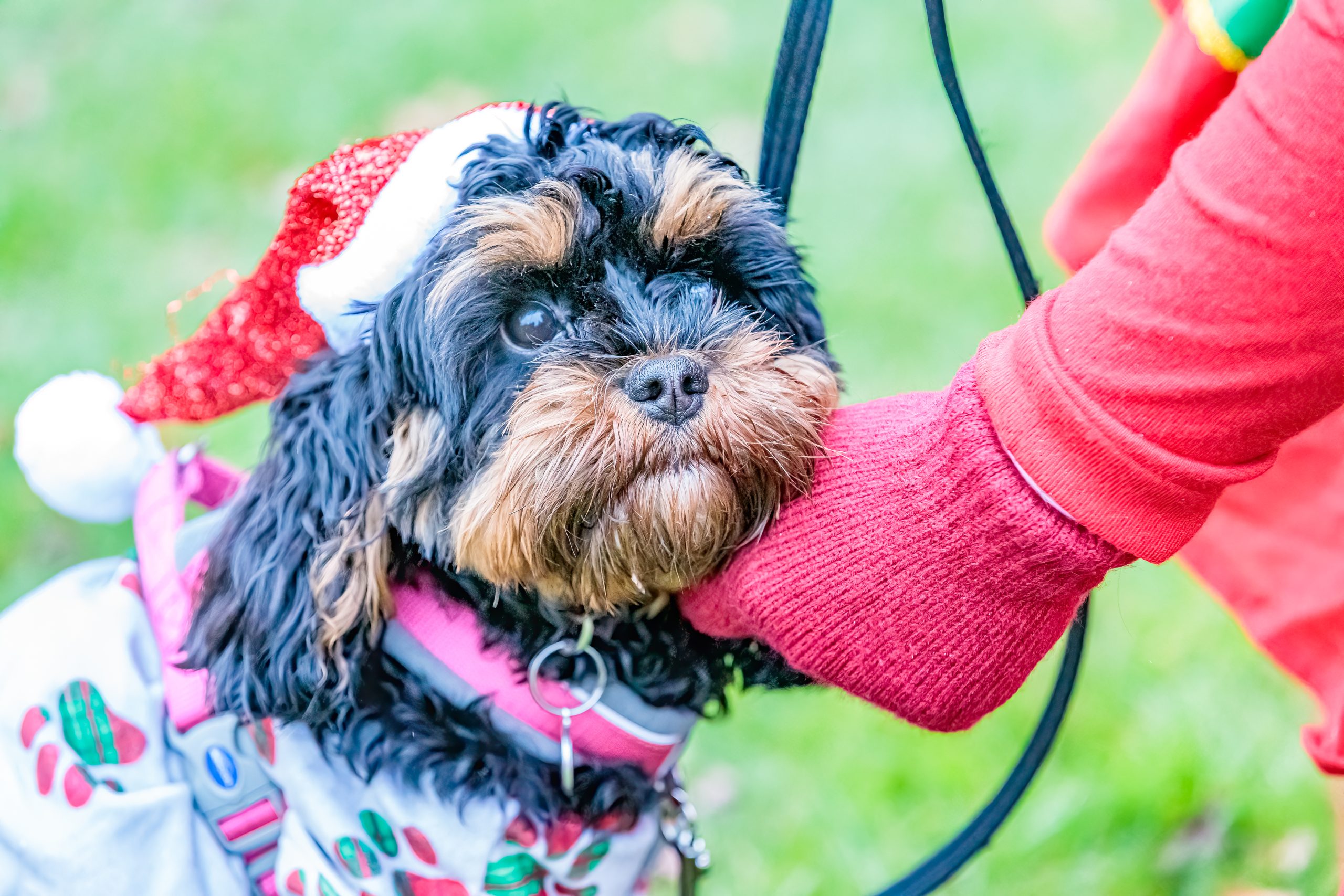 Festive dogs 