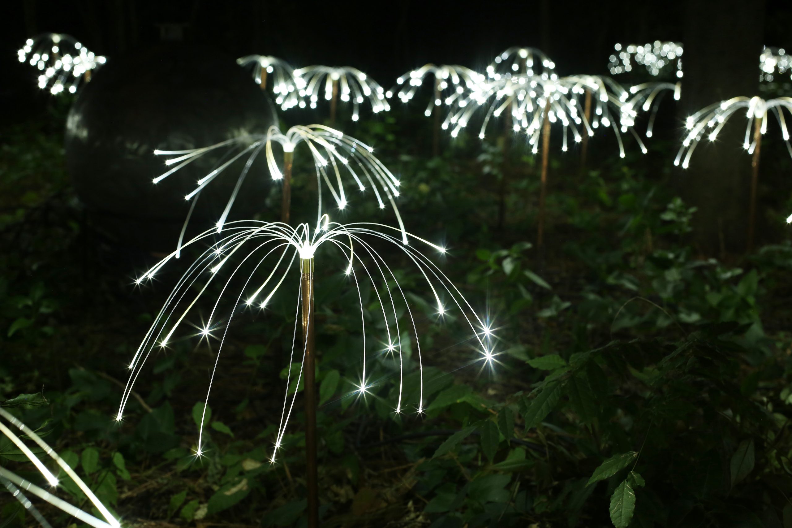 Bruce Munro Fireflies