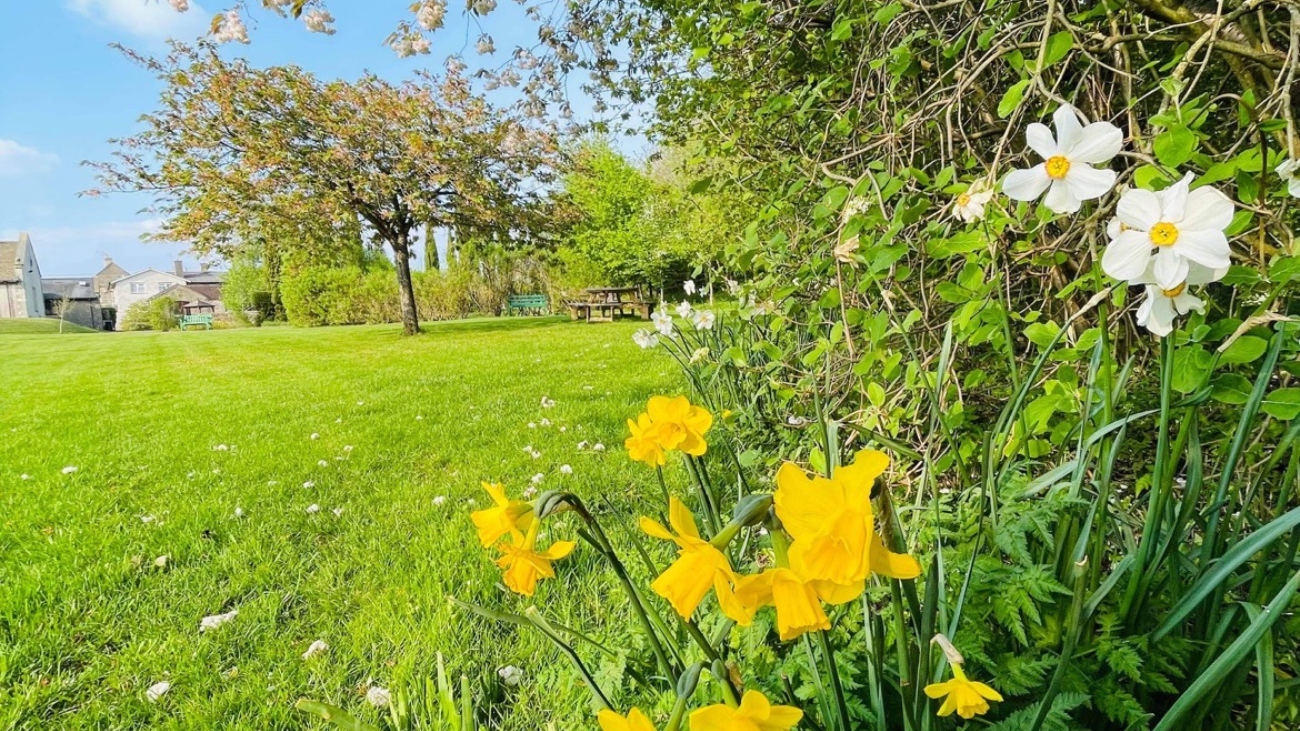 Flowers among green grass at Winsley