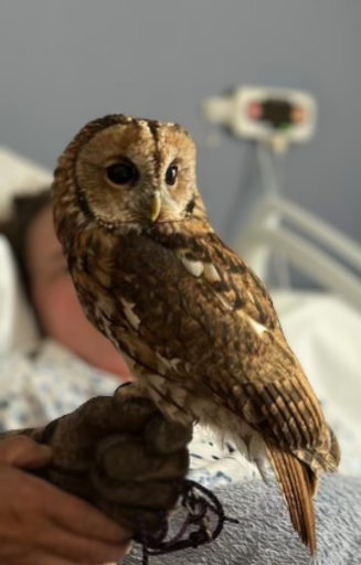 Close up of an owl resting on a patient's hand
