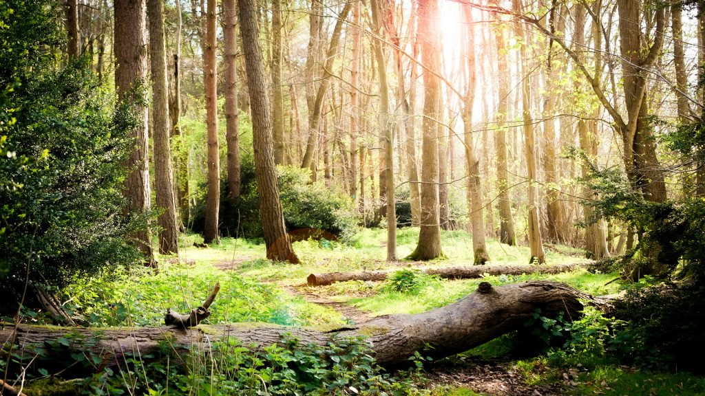Forest bathing for VR 