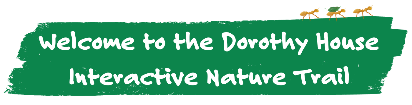 Green graphic which reads "welcome to the Dorothy House Interactive Nature Trail"