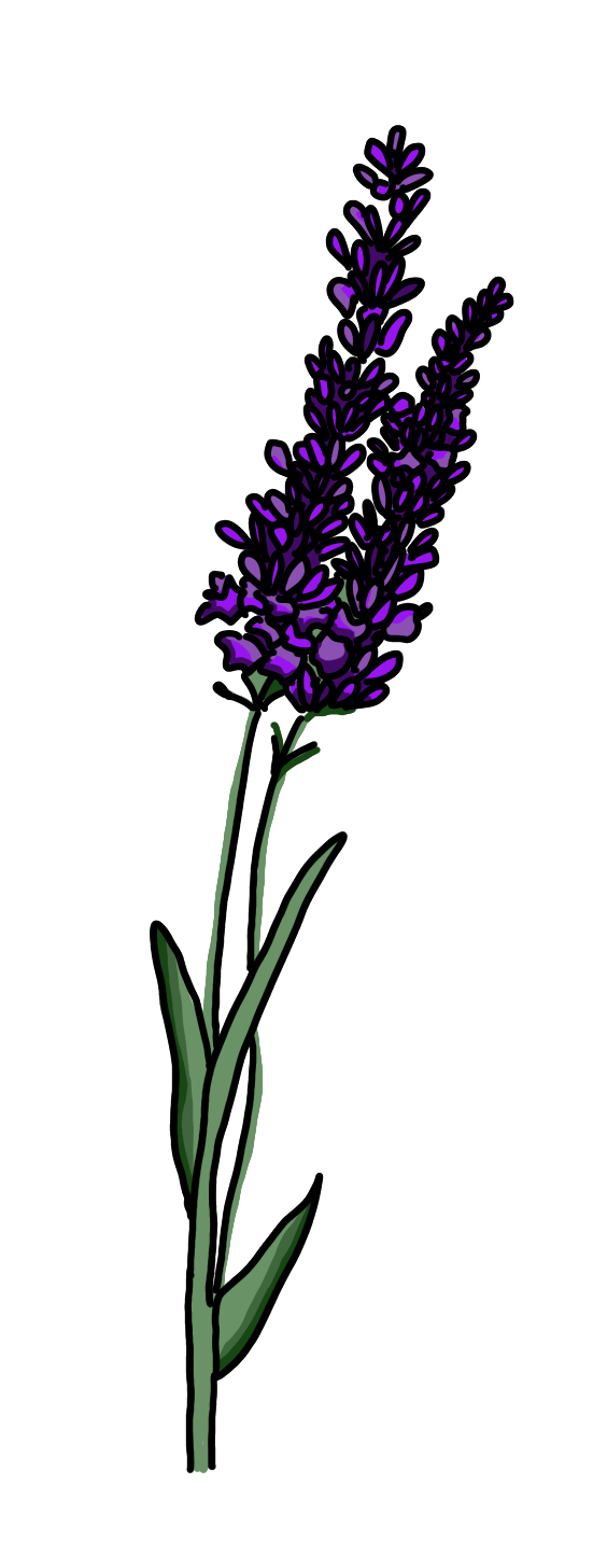 Illustration of a lavender plant 