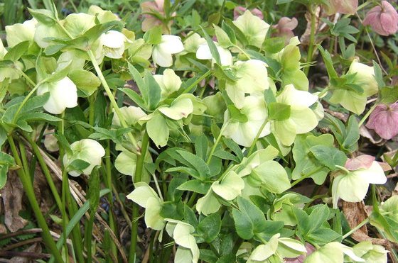 Dorothy House open garden events