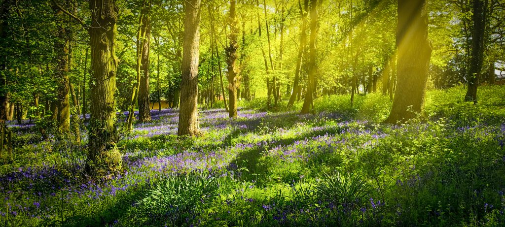 Bluebell Wood