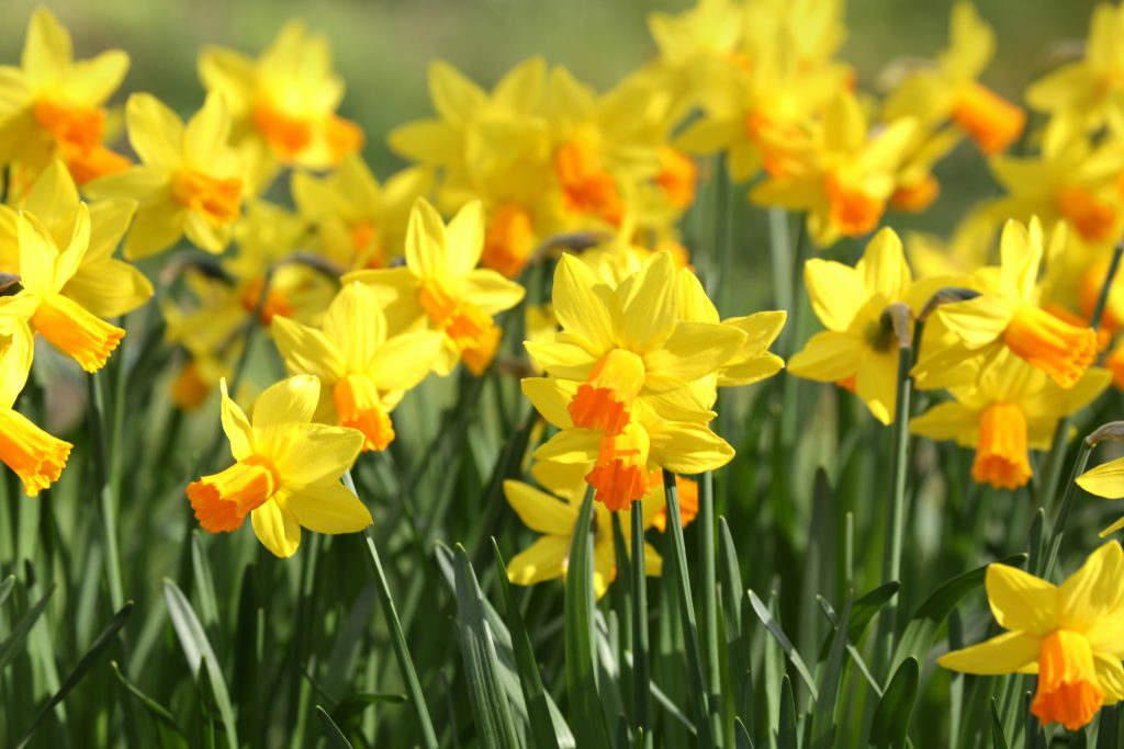 Dorothy House patient story - daffodils